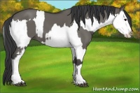 Horse Color:Grullo Sabino Splash and Grullo Sabino Splash