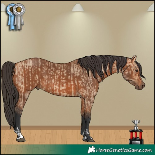 Horse Color:Bay Dun  and Bay 