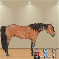 Horse Color:Bay Dun  and Bay 