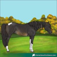 Horse Color:Buckskin Tobiano 