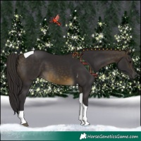 Horse Color:Buckskin Tobiano 