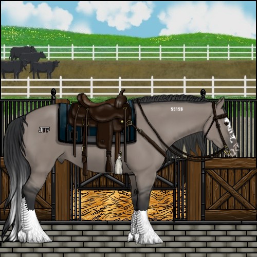 Horse Color:Grullo Splash 