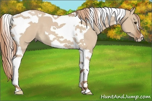 Horse Color:Red Dun Tobiano