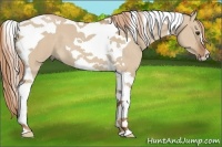 Horse Color:Red Dun Tobiano 