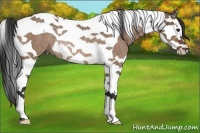 Horse Color:Brown Roan Dun Splash Tobiano Rabicano