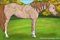 Horse Color:Chestnut Ice 