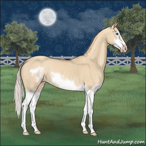 Horse Color:Silver Classic Champagne Dun Splash Frame 