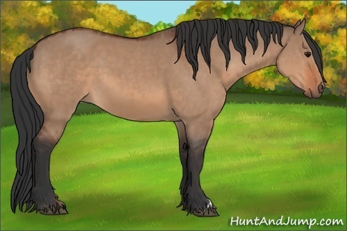 Horse Color:Bay Dun  and Bay Dun 