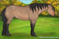 Horse Color:Bay Dun  and Bay Dun 
