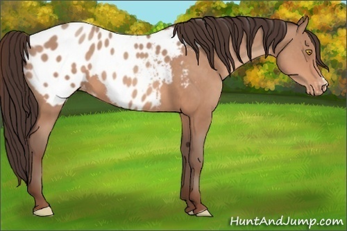 Horse Color:Amber Champagne Appaloosa 