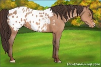 Horse Color:Amber Champagne Appaloosa 