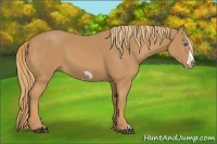 Horse Color:Chestnut Frame 