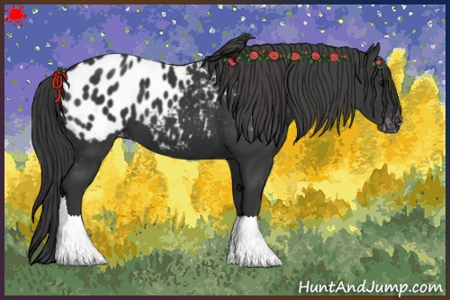 Horse Color:Black Appaloosa