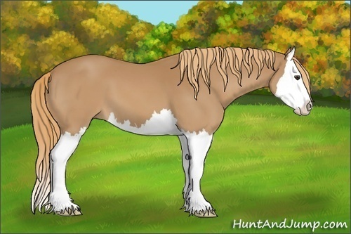 Horse Color:Chestnut Splash 