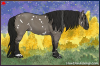 Horse Color:Gray White Spotted Grullo 