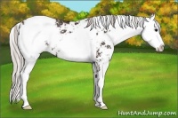 Horse Color:Silver Brown Sabino Appaloosa Rabicano 