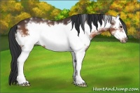 Horse Color:White Spotted Bay Frame