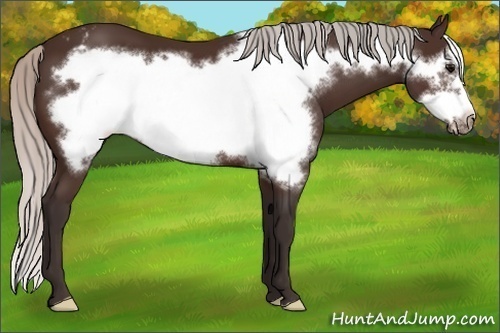 Horse Color:Silver Brown Frame Appaloosa 