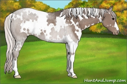 Horse Color:White Spotted Silver Black Appaloosa 