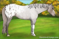 Horse Color:Silver Blue Roan Appaloosa 