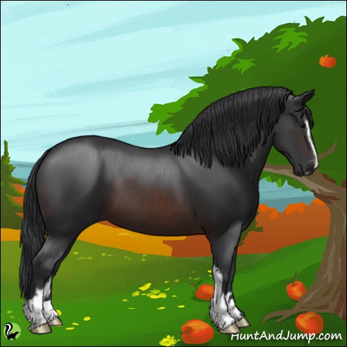 Horse Color:Brown Sabino