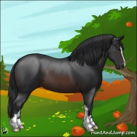 Horse Color:Brown Sabino 