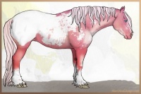 Horse Color:White Spotted Silver Sable Champagne Pearl Sabino Snowcap Rabicano 