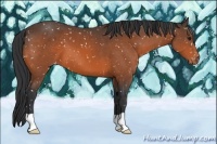Horse Color:Bay Snowflake Varnish