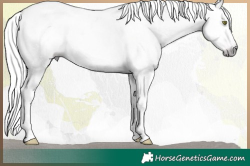 Horse Color:Gray Chocolate Sable Champagne Ice Sabino Splash Appaloosa 