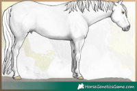 Horse Color:Gray Chocolate Sable Champagne Ice Sabino Splash Appaloosa 