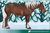 Horse Color:Liver Chestnut Mushroom Sabino 