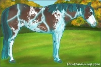 Horse Color:Thunderstruck Brown Sabino 