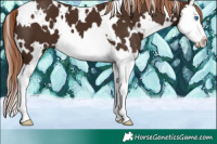 Horse Color:White Spotted Liver Chestnut Splash 