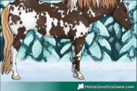 Horse Color:White Spotted Liver Chestnut 