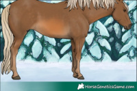 Horse Color:Chocolate Palomino 