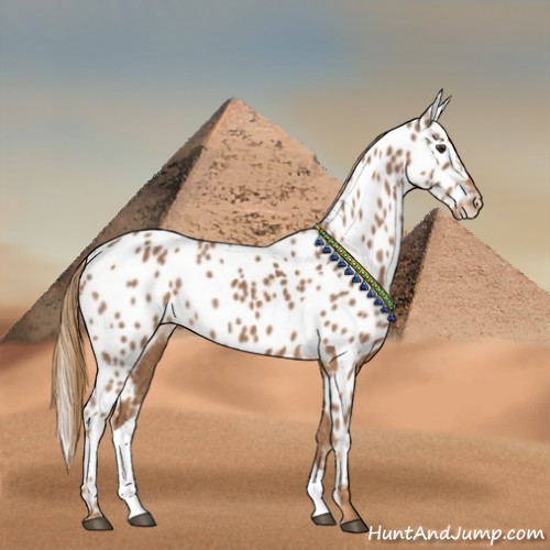Horse Color:Chestnut Near Leopard 