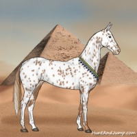 Horse Color:Chestnut Near Leopard 