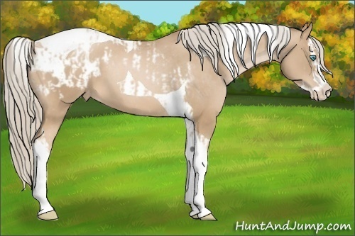 Horse Color:Chocolate Palomino Pearl Tobiano Frame Appaloosa  and Chocolate Palomino Pearl Splash Tobiano Appaloosa 