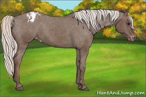 Horse Color:Silver Black Appaloosa