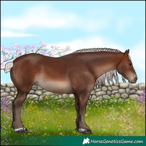 Horse Color:Silver Bay 