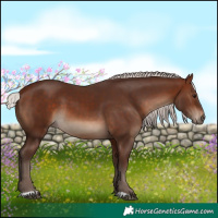 Horse Color:Silver Bay 