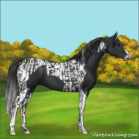 Horse Color:Black  and Black Tobiano 