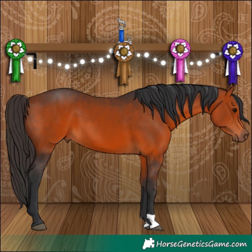 Horse Color:Bay 