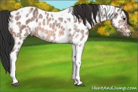 Horse Color:Bay Ice Sabino Tobiano Near Leopard 