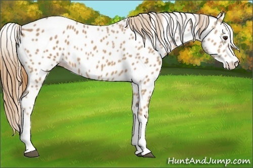 Horse Color:Chestnut Tobiano Appaloosa