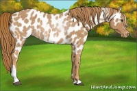 Horse Color:Chestnut Tobiano Appaloosa