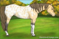 Horse Color:Buckskin Sabino Tobiano Appaloosa