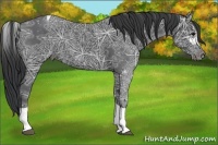 Horse Color:Black Ice Tobiano 