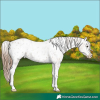Horse Color:Classic Champagne Ice Tobiano Appaloosa
