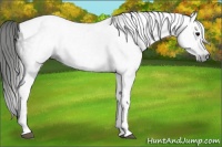 Horse Color:Gray Black Sabino Tobiano 